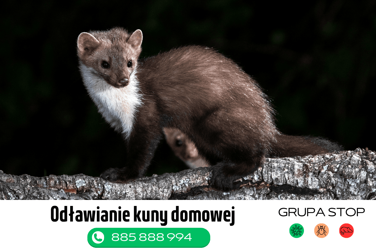 zwalczanie kuny domowej Grupa Stop