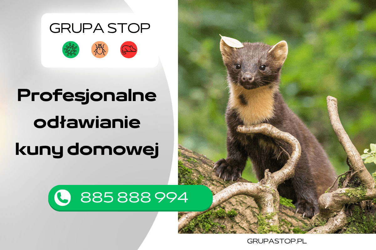 odławianie kuny domowe Grupa Stop
