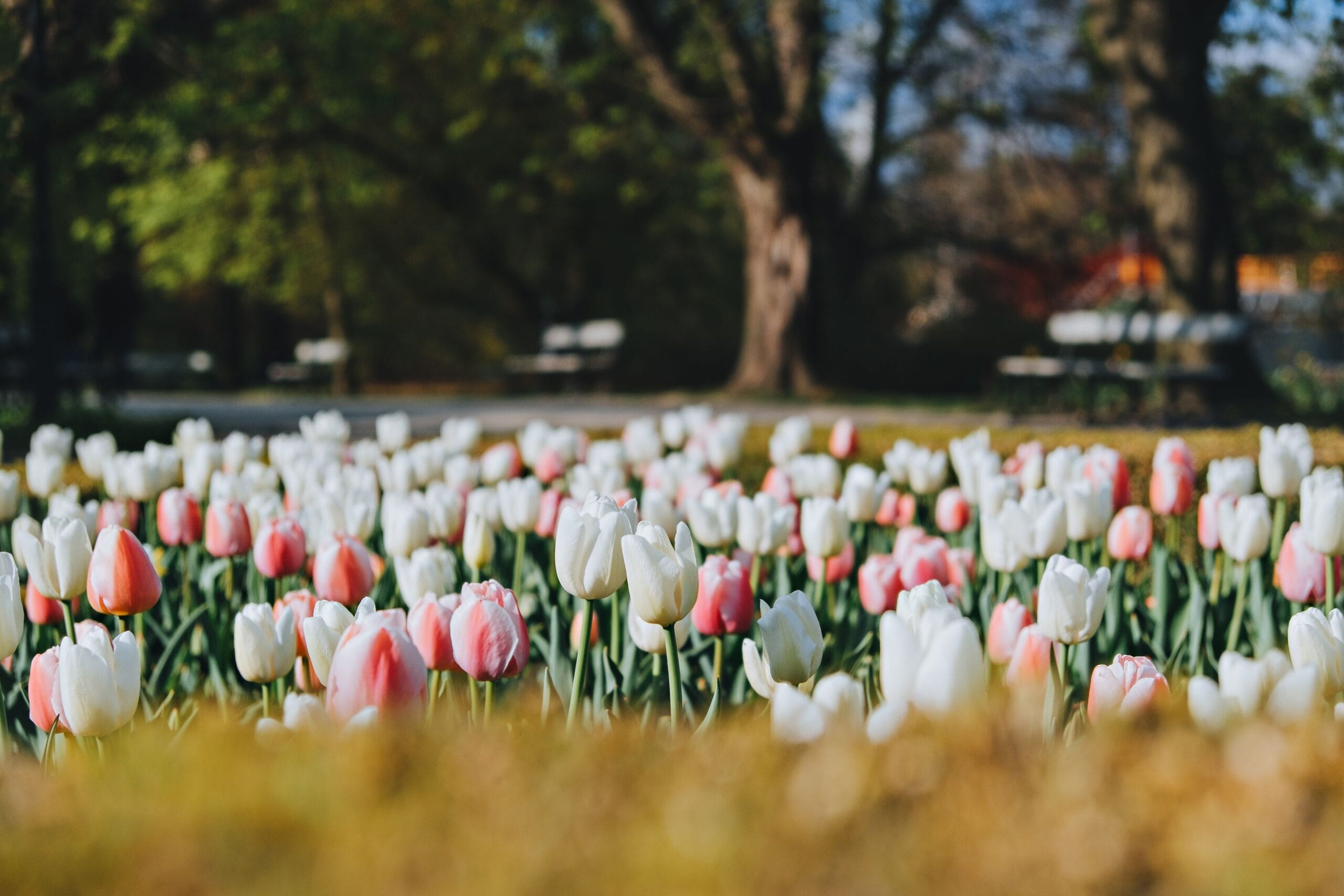 Najpiękniejsze rodzaje tulipanów – od botanicznych po pełne 