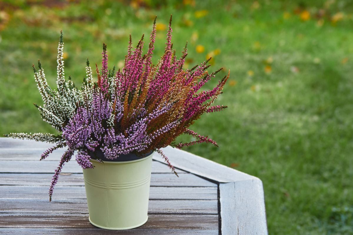 sadzenie-wrzosow-w-doniczce